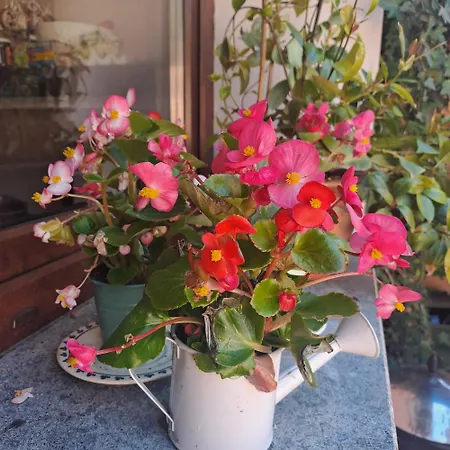 A Casa Di Matisse 3* Campagnano Di Roma