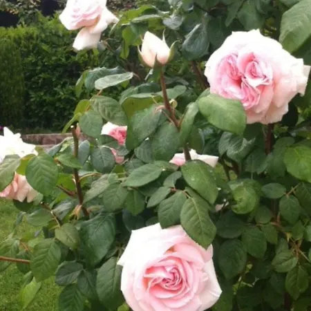 A Casa Di Matisse Campagnano Di Roma